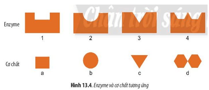 Quan sát Hình 13.4, em có thể rút ra kết luận gì về mối liên kết giữa