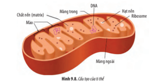 Dựa vào Hình 9.8, hãy: Mô tả cấu tạo của ti thể