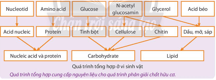 Trình bày tóm tắt bằng sơ đồ hệ thống các quá trình tổng hợp các chất