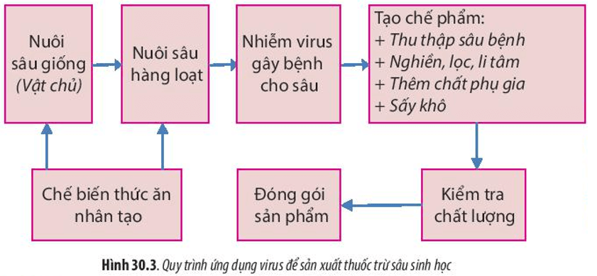 Dựa vào Hình 30.3 và kiến thức đã học ở Bài 27, hãy nêu sự khác nhau