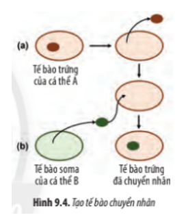 Loại bỏ nhân của tế bào trứng thuộc cá thể A (a), sau đó, chuyển nhân từ tế bào soma