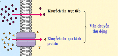 Lý thuyết Sinh 10 Chân trời sáng tạo Bài 11: Vận chuyển các chất qua màng sinh chất