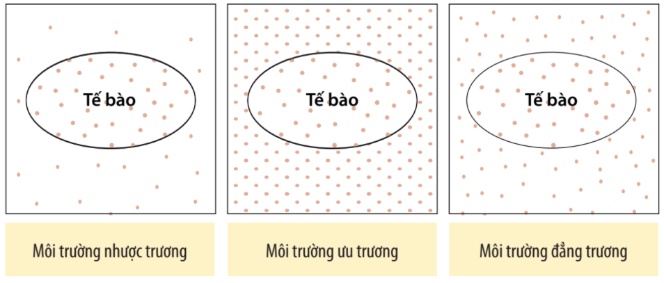 Lý thuyết Sinh 10 Chân trời sáng tạo Bài 11: Vận chuyển các chất qua màng sinh chất