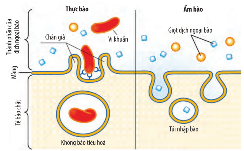 Lý thuyết Sinh 10 Chân trời sáng tạo Bài 11: Vận chuyển các chất qua màng sinh chất