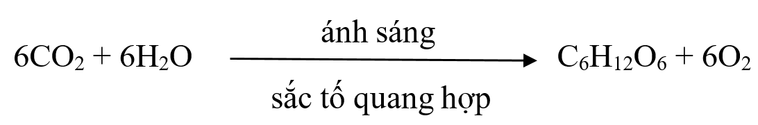 Lý thuyết Sinh 10 Chân trời sáng tạo Bài 15: Tổng hợp các chất và tích lũy năng lượng