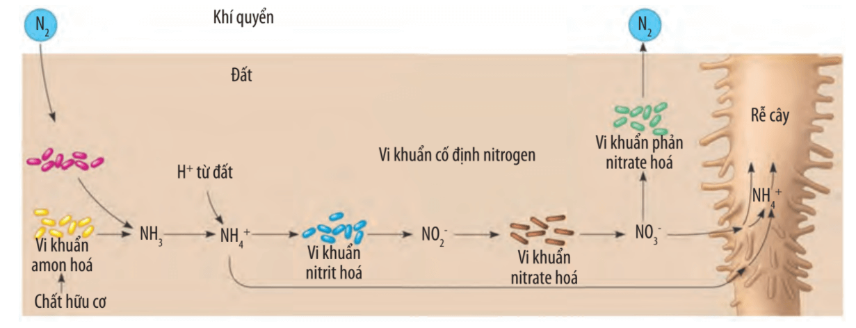 Lý thuyết Sinh 10 Chân trời sáng tạo Bài 15: Tổng hợp các chất và tích lũy năng lượng