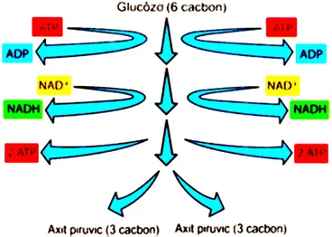 Lý thuyết Sinh 10 Chân trời sáng tạo Bài 16: Phân giải các chất và giải phóng năng lượng