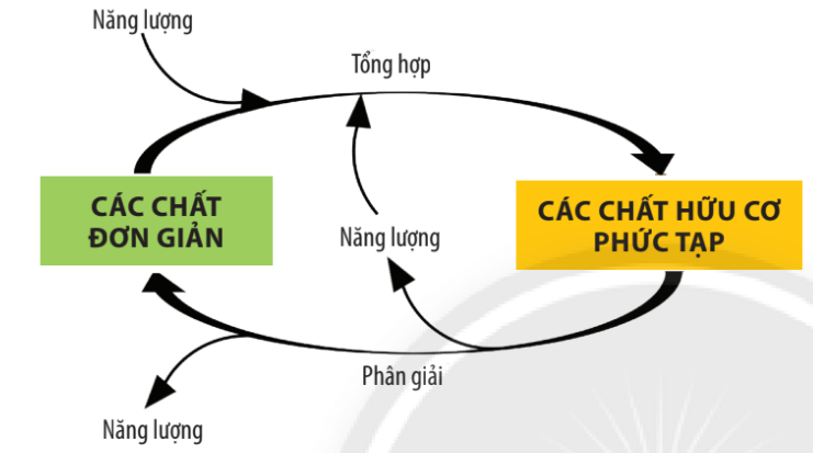 Lý thuyết Sinh 10 Chân trời sáng tạo Bài 16: Phân giải các chất và giải phóng năng lượng