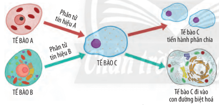 Lý thuyết Sinh 10 Chân trời sáng tạo Bài 17: Thông tin giữa các tế bào