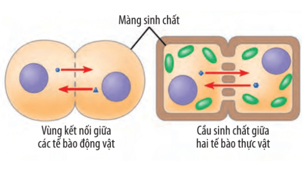 Lý thuyết Sinh 10 Chân trời sáng tạo Bài 17: Thông tin giữa các tế bào