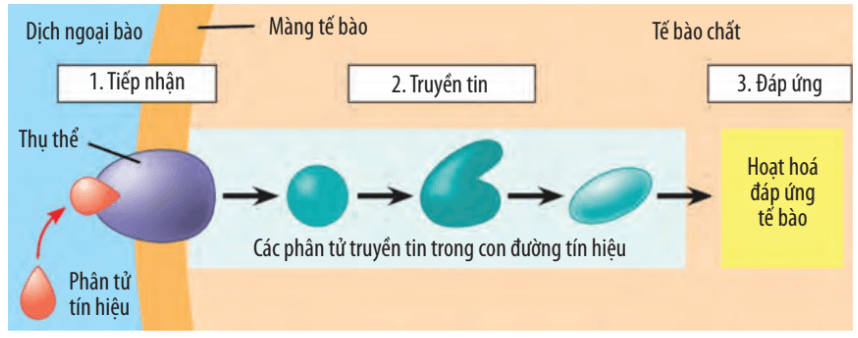 Lý thuyết Sinh 10 Chân trời sáng tạo Bài 17: Thông tin giữa các tế bào