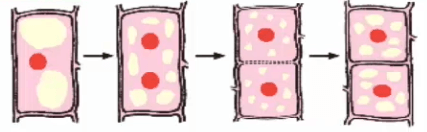 Lý thuyết Sinh 10 Chân trời sáng tạo Bài 18: Chu kỳ tế bào