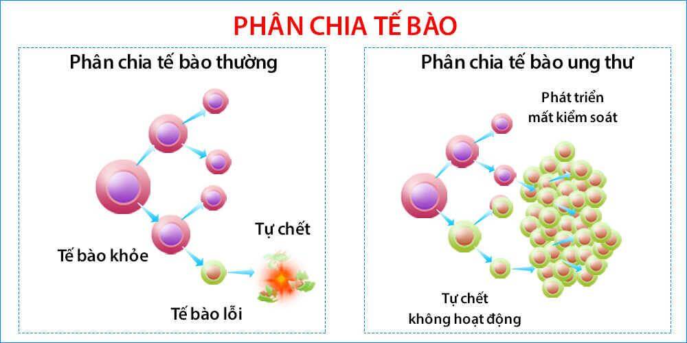 Lý thuyết Sinh 10 Chân trời sáng tạo Bài 18: Chu kỳ tế bào