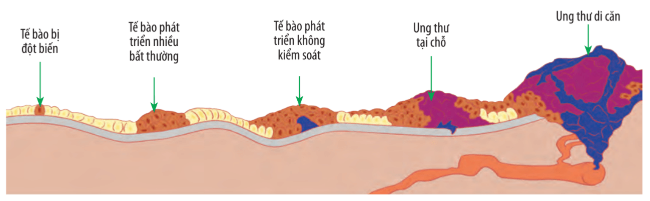 Lý thuyết Sinh 10 Chân trời sáng tạo Bài 18: Chu kỳ tế bào