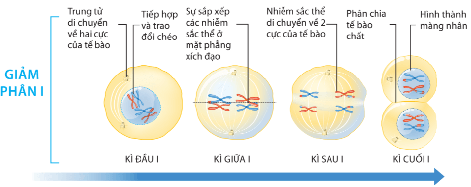 Lý thuyết Sinh 10 Chân trời sáng tạo Bài 19: Quá trình phân bào