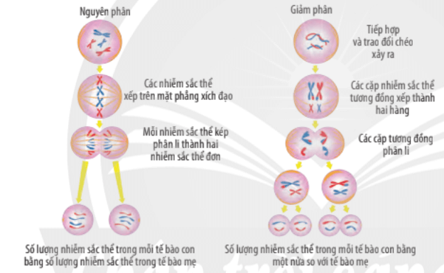 Lý thuyết Sinh 10 Chân trời sáng tạo Bài 19: Quá trình phân bào