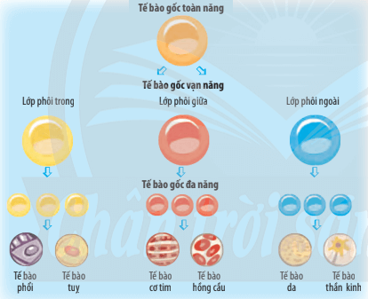 Lý thuyết Sinh 10 Chân trời sáng tạo Bài 21: Công nghệ tế bào