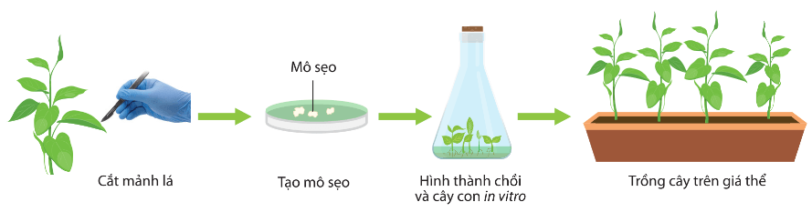 Lý thuyết Sinh 10 Chân trời sáng tạo Bài 21: Công nghệ tế bào