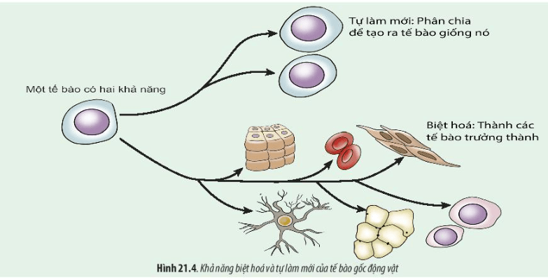 Lý thuyết Sinh 10 Chân trời sáng tạo Bài 21: Công nghệ tế bào
