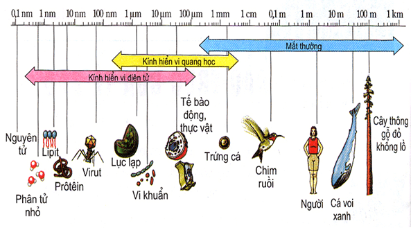 Lý thuyết Sinh 10 Chân trời sáng tạo Bài 22: Khái quát về vi sinh vật