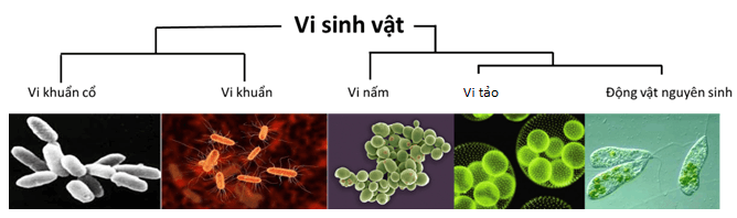 Lý thuyết Sinh 10 Chân trời sáng tạo Bài 22: Khái quát về vi sinh vật