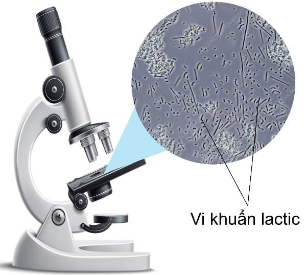 Lý thuyết Sinh 10 Chân trời sáng tạo Bài 22: Khái quát về vi sinh vật