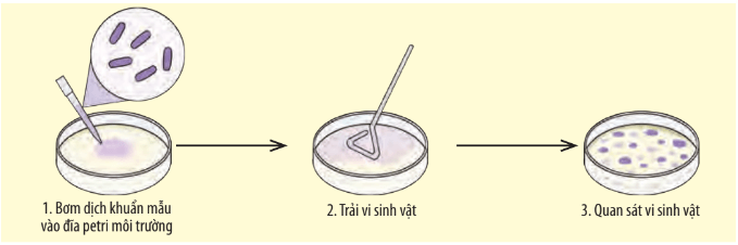 Lý thuyết Sinh 10 Chân trời sáng tạo Bài 23: Thực hành: Một số phương pháp nghiên cứu vi sinh vật