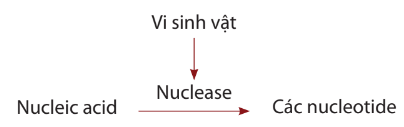 Lý thuyết Sinh 10 Chân trời sáng tạo Bài 24: Quá trình tổng hợp và phân giải ở vi sinh vật