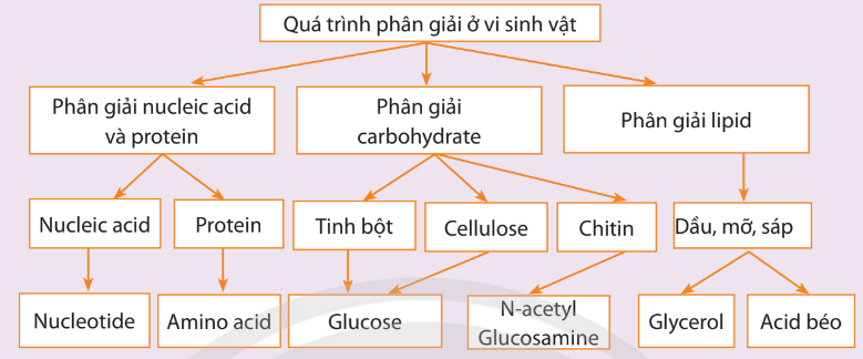 Lý thuyết Sinh 10 Chân trời sáng tạo Bài 24: Quá trình tổng hợp và phân giải ở vi sinh vật