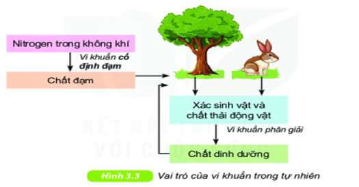 Lý thuyết Sinh 10 Chân trời sáng tạo Bài 24: Quá trình tổng hợp và phân giải ở vi sinh vật