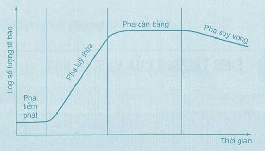 Lý thuyết Sinh 10 Chân trời sáng tạo Bài 25: Sinh trưởng và sinh sản ở vi sinh vật