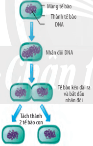 Lý thuyết Sinh 10 Chân trời sáng tạo Bài 25: Sinh trưởng và sinh sản ở vi sinh vật