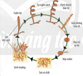 Lý thuyết Sinh 10 Chân trời sáng tạo Bài 25: Sinh trưởng và sinh sản ở vi sinh vật