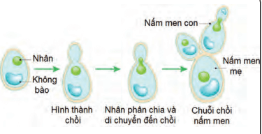 Lý thuyết Sinh 10 Chân trời sáng tạo Bài 25: Sinh trưởng và sinh sản ở vi sinh vật