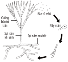 Lý thuyết Sinh 10 Chân trời sáng tạo Bài 25: Sinh trưởng và sinh sản ở vi sinh vật