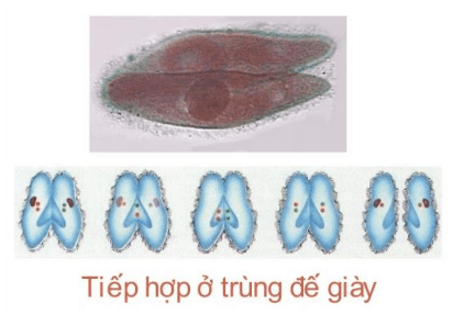 Lý thuyết Sinh 10 Chân trời sáng tạo Bài 25: Sinh trưởng và sinh sản ở vi sinh vật