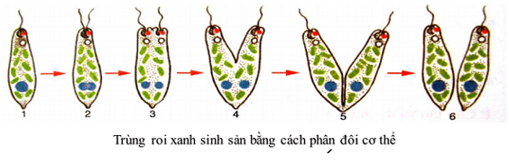 Lý thuyết Sinh 10 Chân trời sáng tạo Bài 25: Sinh trưởng và sinh sản ở vi sinh vật