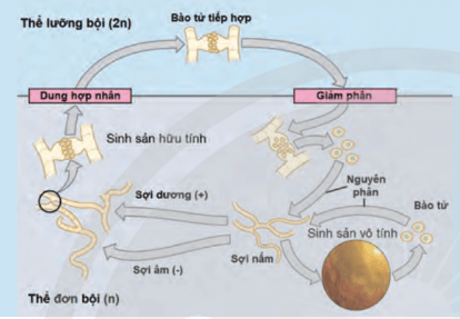 Lý thuyết Sinh 10 Chân trời sáng tạo Bài 25: Sinh trưởng và sinh sản ở vi sinh vật