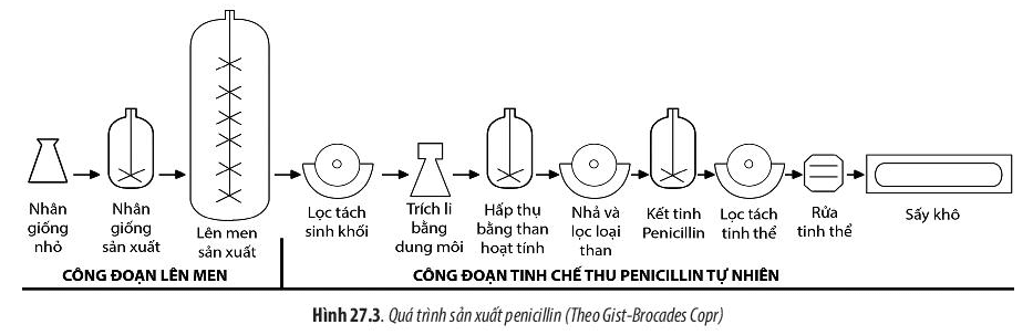 Lý thuyết Sinh 10 Chân trời sáng tạo Bài 27: Ứng dụng vi sinh vật trong thực tiễn