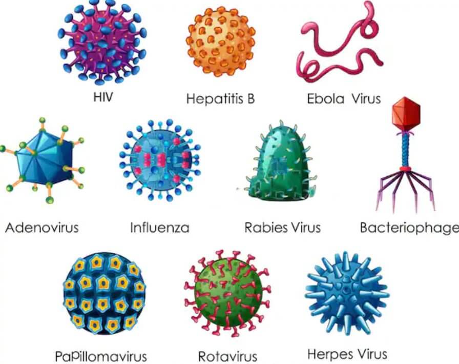 Lý thuyết Sinh 10 Chân trời sáng tạo Bài 29: Virus