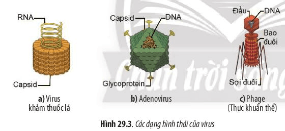 Lý thuyết Sinh 10 Chân trời sáng tạo Bài 29: Virus