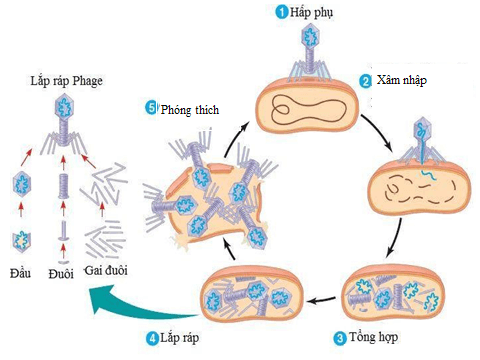 Lý thuyết Sinh 10 Chân trời sáng tạo Bài 29: Virus