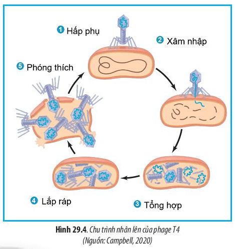 Lý thuyết Sinh 10 Chân trời sáng tạo Bài 29: Virus