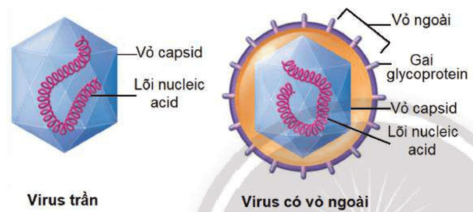 Lý thuyết Sinh 10 Chân trời sáng tạo Bài 29: Virus