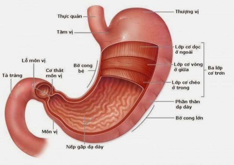 Lý thuyết Sinh 10 Chân trời sáng tạo Bài 3: Các cấp độ tổ chức của thế giới sống