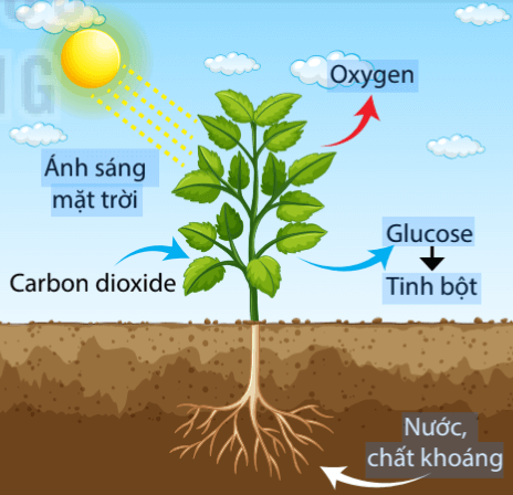 Lý thuyết Sinh 10 Chân trời sáng tạo Bài 3: Các cấp độ tổ chức của thế giới sống