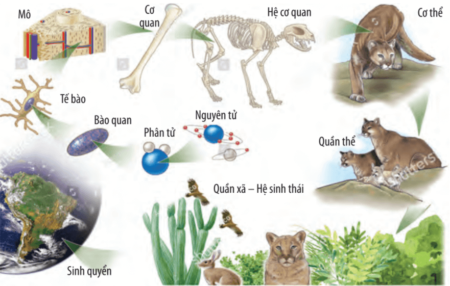 Lý thuyết Sinh 10 Chân trời sáng tạo Bài 3: Các cấp độ tổ chức của thế giới sống