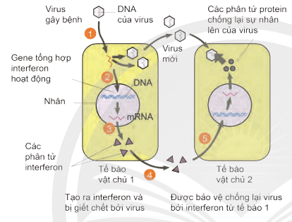 Lý thuyết Sinh 10 Chân trời sáng tạo Bài 30: Ứng dụng của virus trong y học và thực tiễn