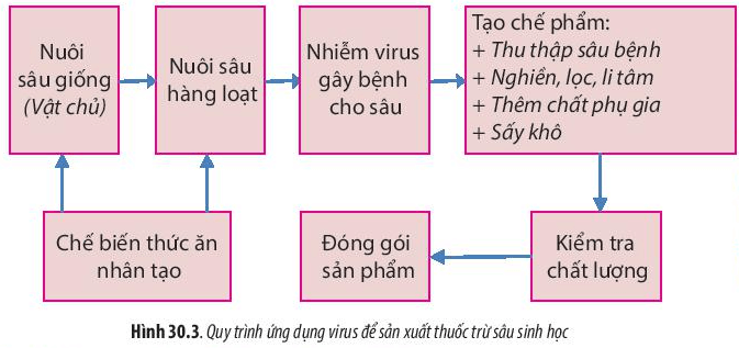 Lý thuyết Sinh 10 Chân trời sáng tạo Bài 30: Ứng dụng của virus trong y học và thực tiễn