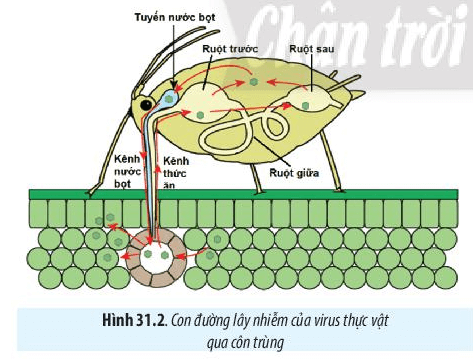 Lý thuyết Sinh 10 Chân trời sáng tạo Bài 31: Virus gây bệnh